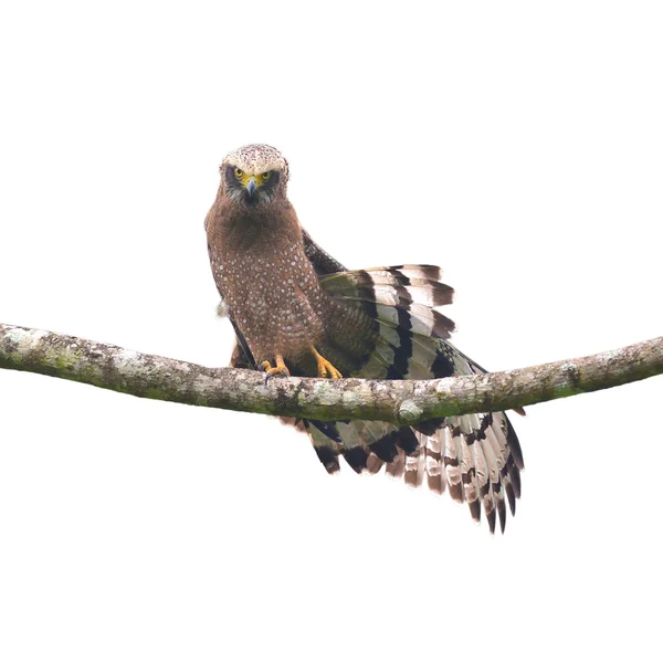 Aigle serpent à crête — Photo