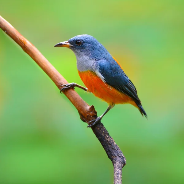 Orange-bellied honingvogel — Stockfoto