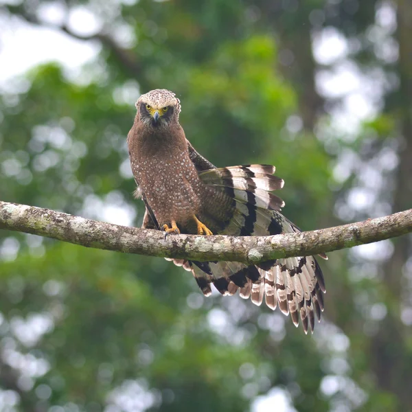 Schlangenadler — Stockfoto