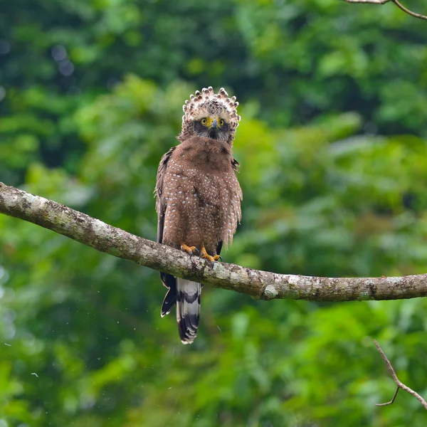 Crested Serpent-Eagle — Stock Photo, Image