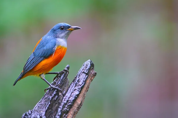 Orange-bellied blomsterpickare — Stockfoto