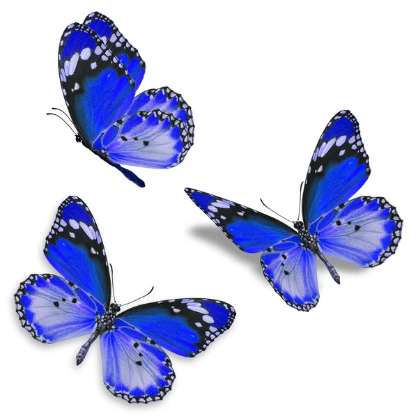 Tres mariposas azules — Foto de Stock