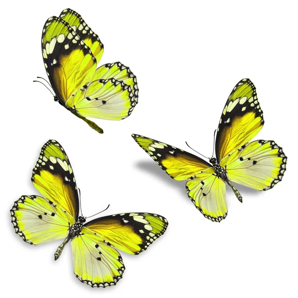Három sárga pillangó — Stock Fotó