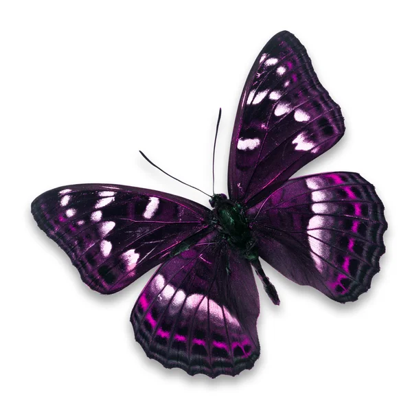 Beautiful butterfly — Stock Photo, Image