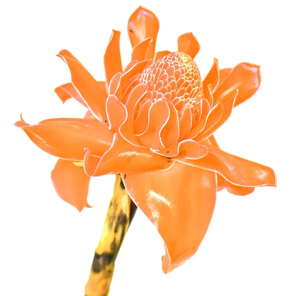 Etlingera elatior — Foto Stock