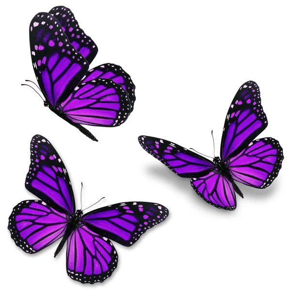 Μοβ πεταλούδα μονάρχης — Φωτογραφία Αρχείου