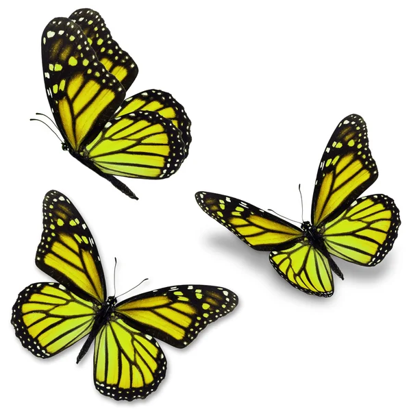 Yellow monarch butterfly — Stock Photo, Image