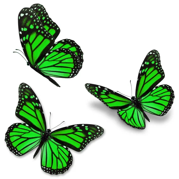 Зелений Метелик монарх — стокове фото