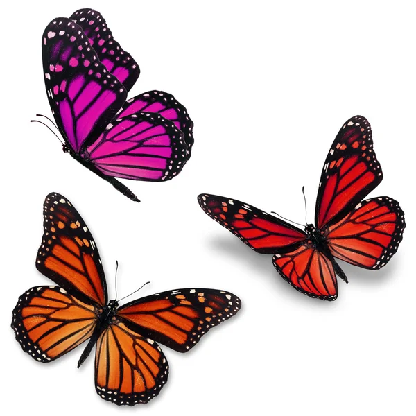 Renkli kelebek monarch — Stok fotoğraf