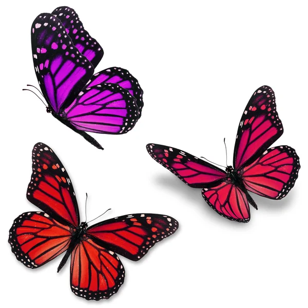 Kleurrijke Monarchvlinders — Stockfoto