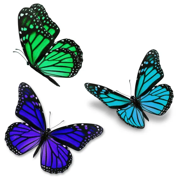 Papillon monarque coloré — Photo