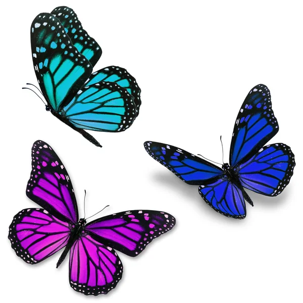 화려한 군주 나비 — 스톡 사진