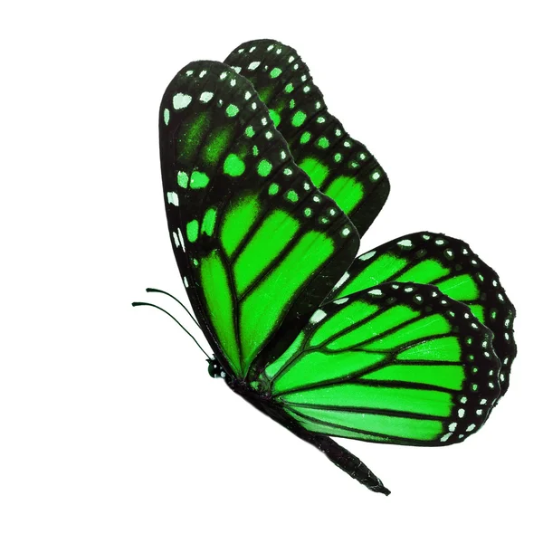 Green monarch butterfly — Stock Photo, Image