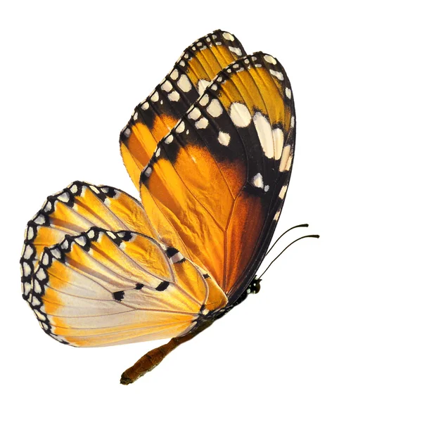 Mariposa monarca — Foto de Stock