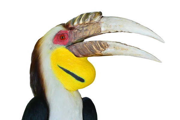 일반 pouched hornbill — 스톡 사진