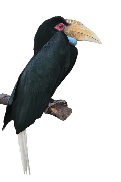 Pouched pláň hornbill — Stock fotografie