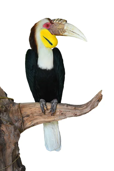 Pouched pláň hornbill — Stock fotografie