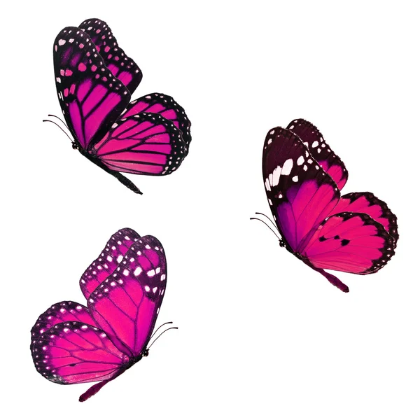 Schöne drei Monarchen — Stockfoto