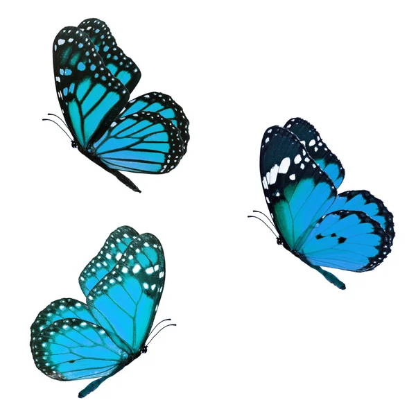 Hermoso monarca tres —  Fotos de Stock