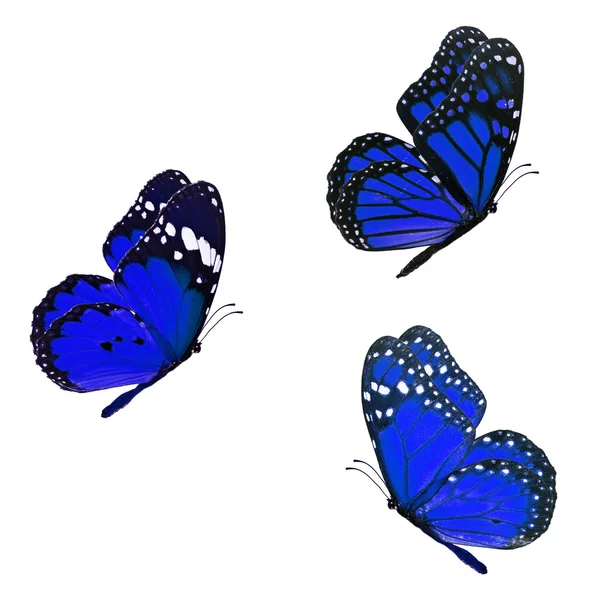 Beautiful three monarch