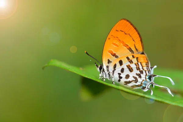 Běžné kytička — Stock fotografie