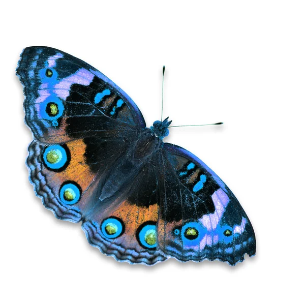 蓝三色紫罗兰蝴蝶 — 图库照片