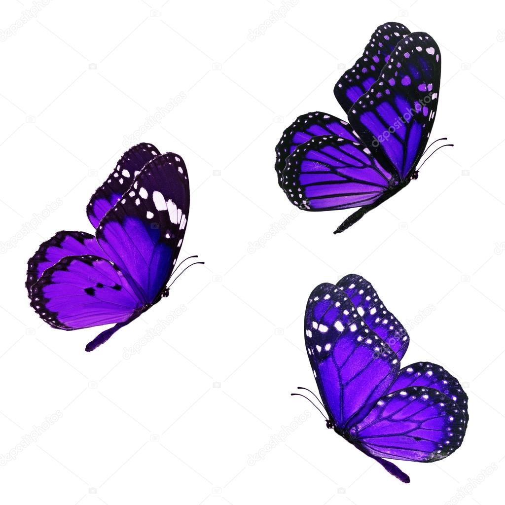 Beautiful three monarch