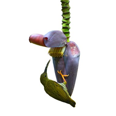 Çizgili Spiderhunter kuş