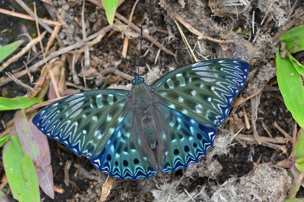 Mariposa de policía —  Fotos de Stock