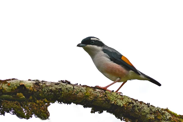 Blyth de Shrike-babbler — Stockfoto