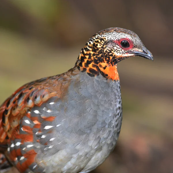 Rödbrun throated partridge — Stockfoto