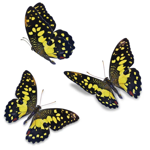 Три вапняно-метелик — стокове фото