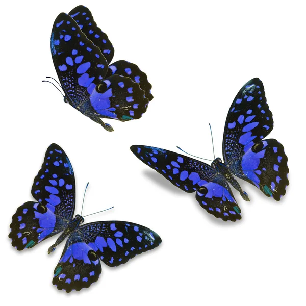 Mariposa azul — Foto de Stock