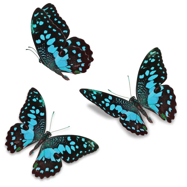 Mariposa azul — Foto de Stock