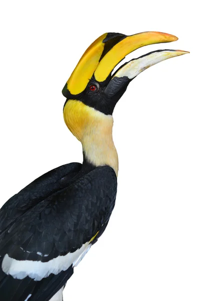 위대한 hornbill — 스톡 사진