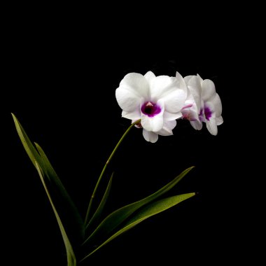 Beyaz Dendrobium orkide