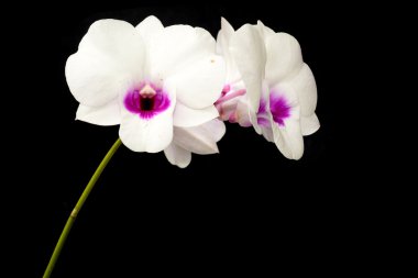 Beyaz Dendrobium orkide