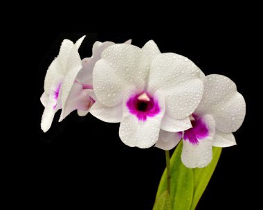 Beyaz Dendrobium orkide