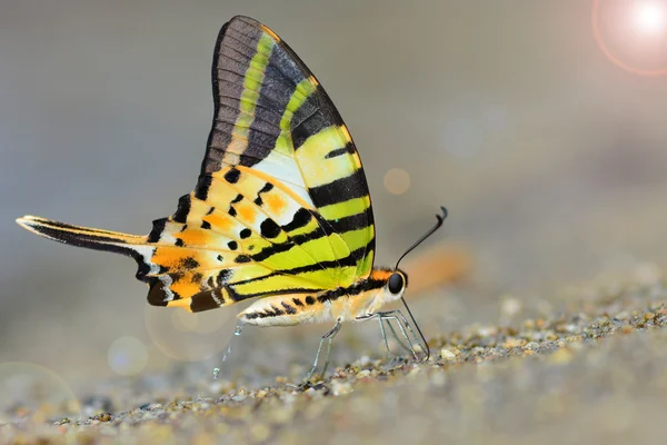 Graphium antiphates — Zdjęcie stockowe