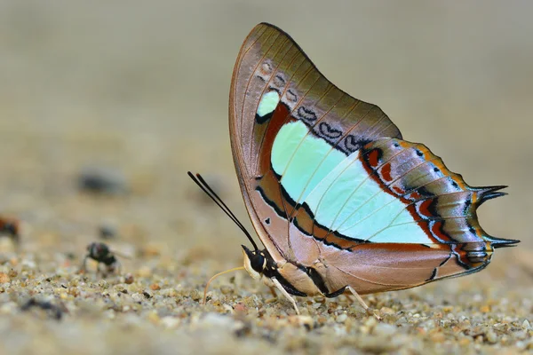 Polyura athamas — Photo