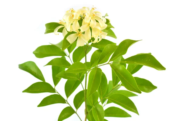 Orange Jasmine — Stockfoto