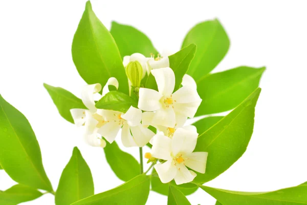 Orange Jasmine — Stock Photo, Image