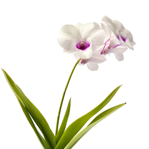 White orchid flower — Stock Photo, Image