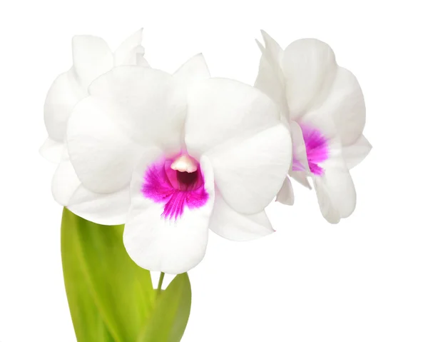 White orchid flower — Stock Photo, Image