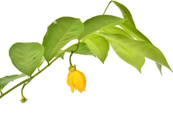 Ylang-ylang floare — Fotografie, imagine de stoc