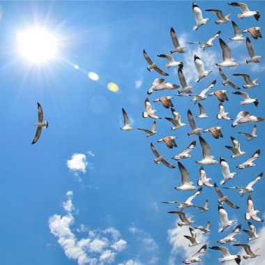 flying seagull birds clipart