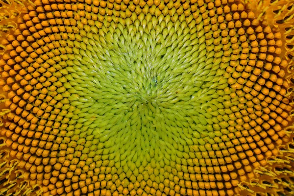 Sunflower — Stock Photo, Image