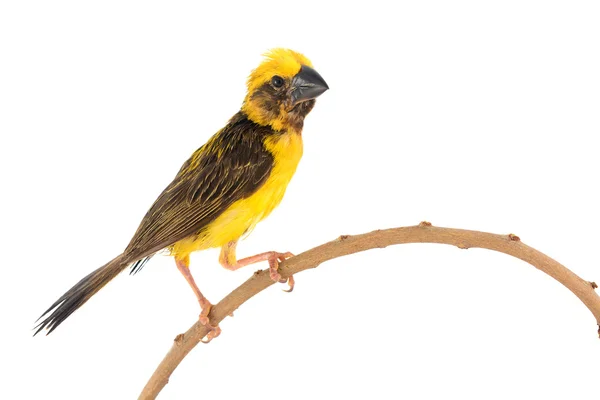 Asian Golden Weaver bird — Stock Photo, Image