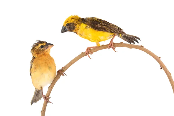 アジアの黄金の織工の鳥 — ストック写真