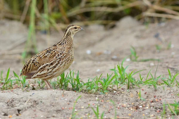 Rain Quail — Stock Photo, Image